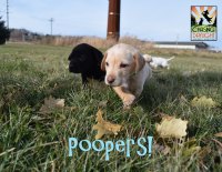 Poopers front cover.jpg