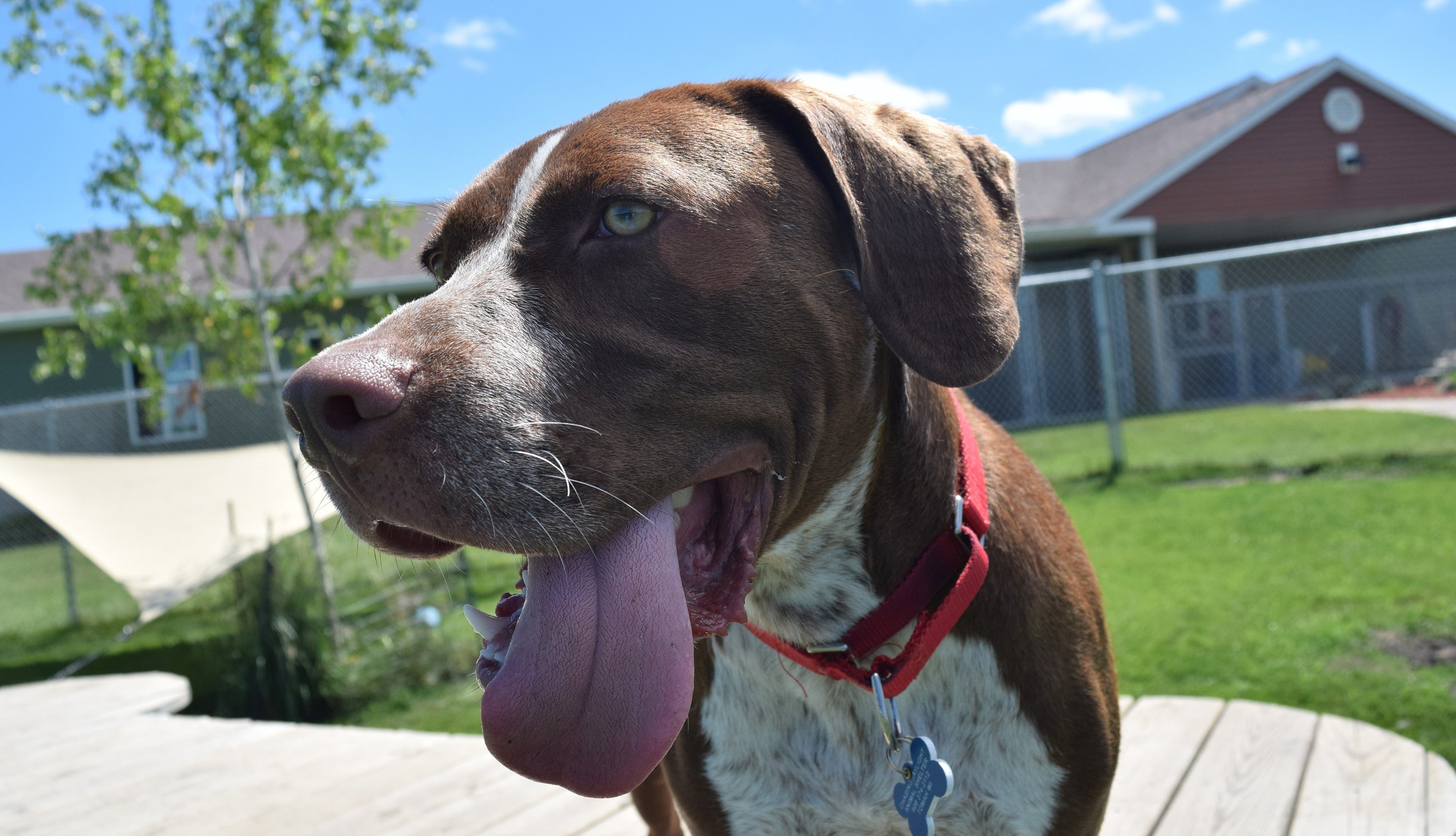 dog with long tongue