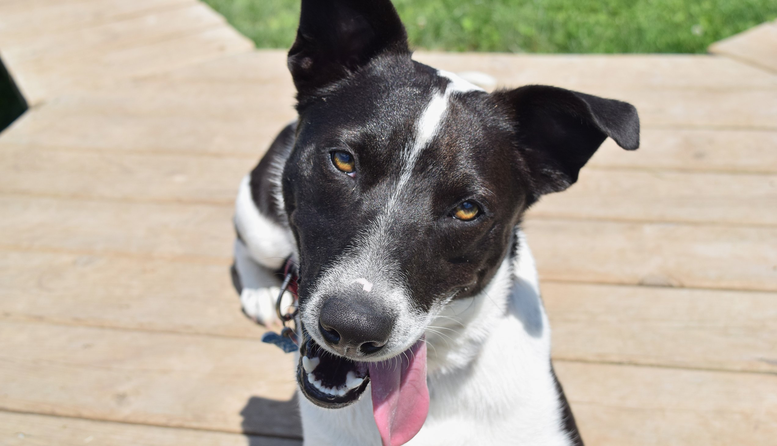 border collie