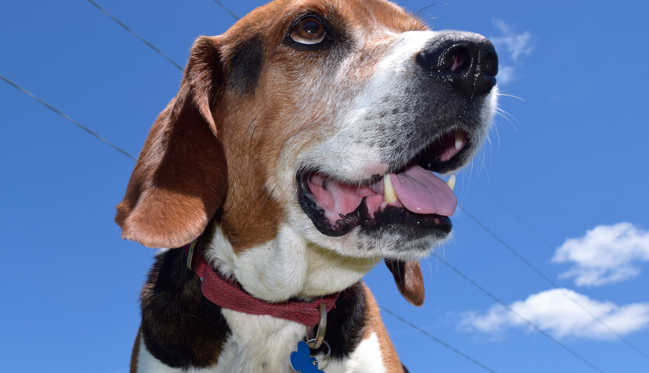 norman the hound