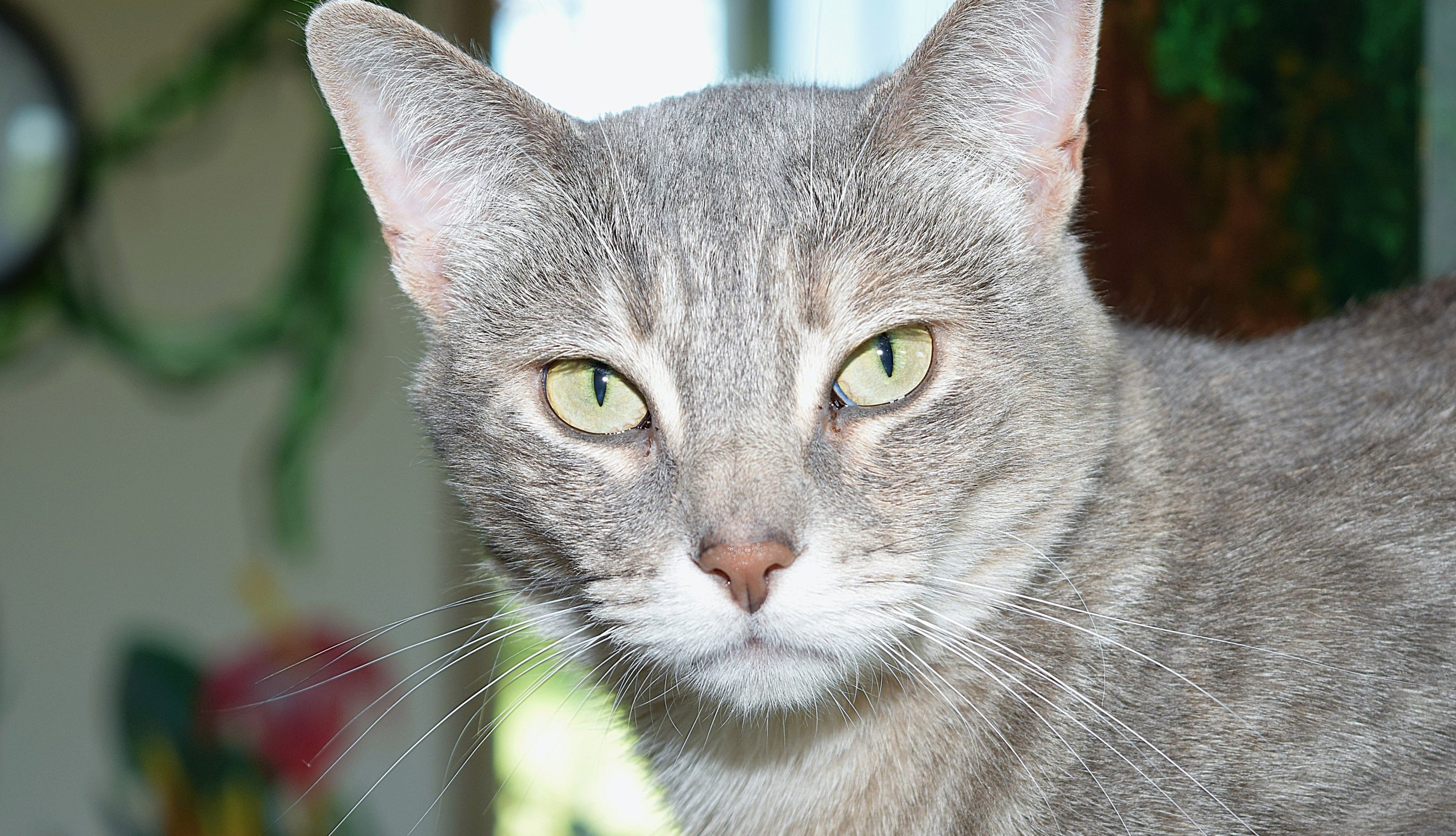 gray tabby