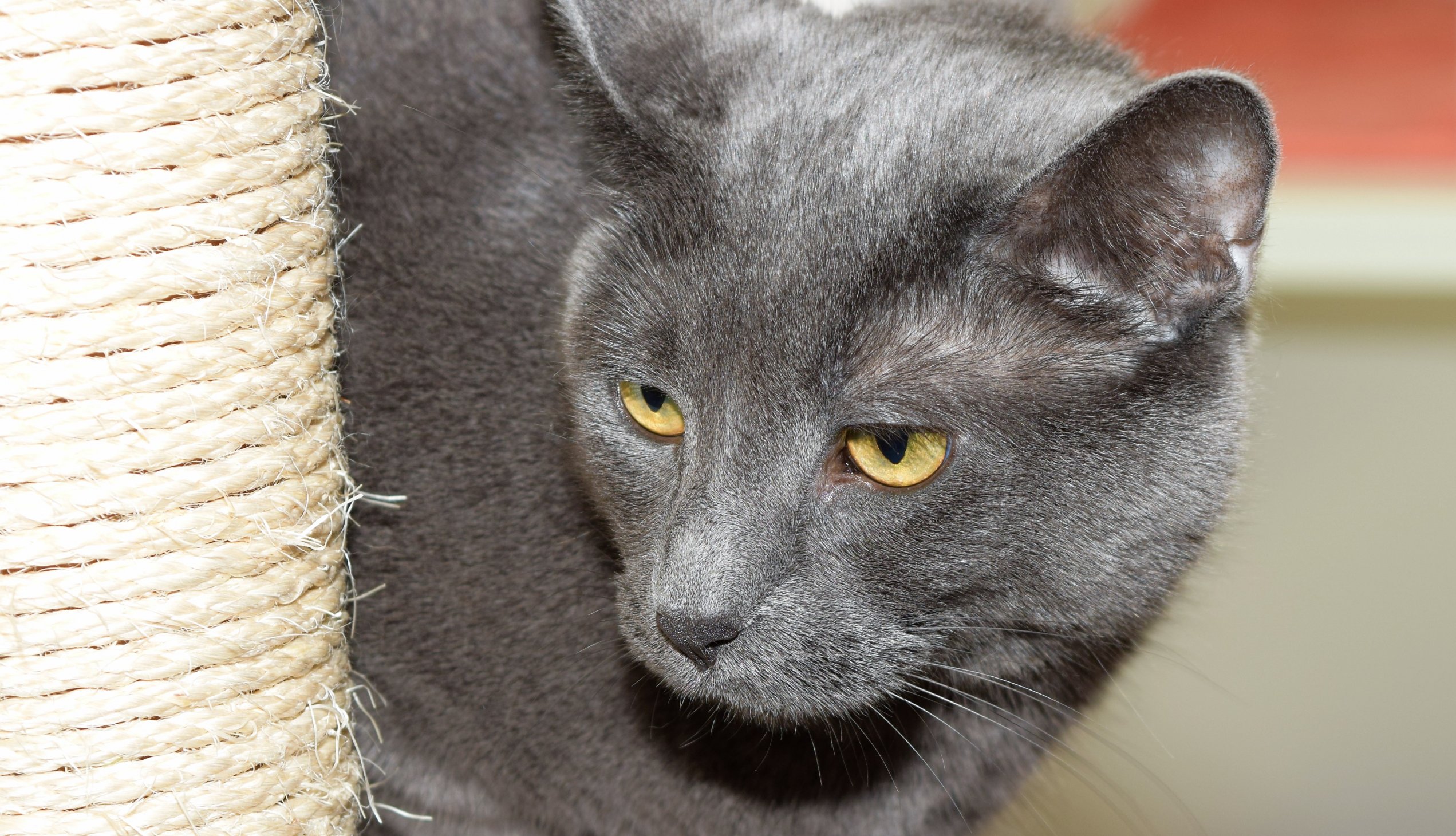 gray cat