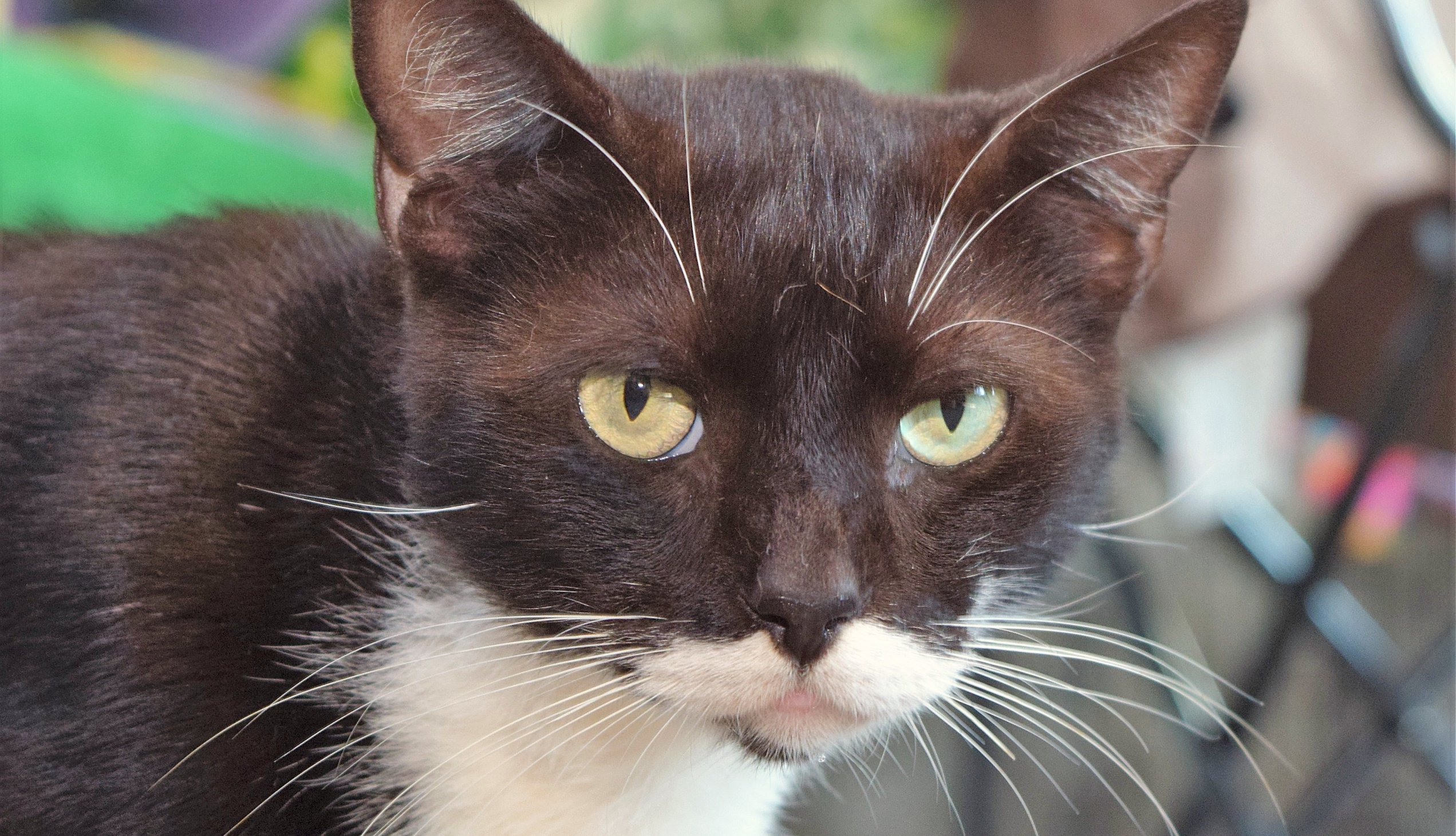 black and white cat