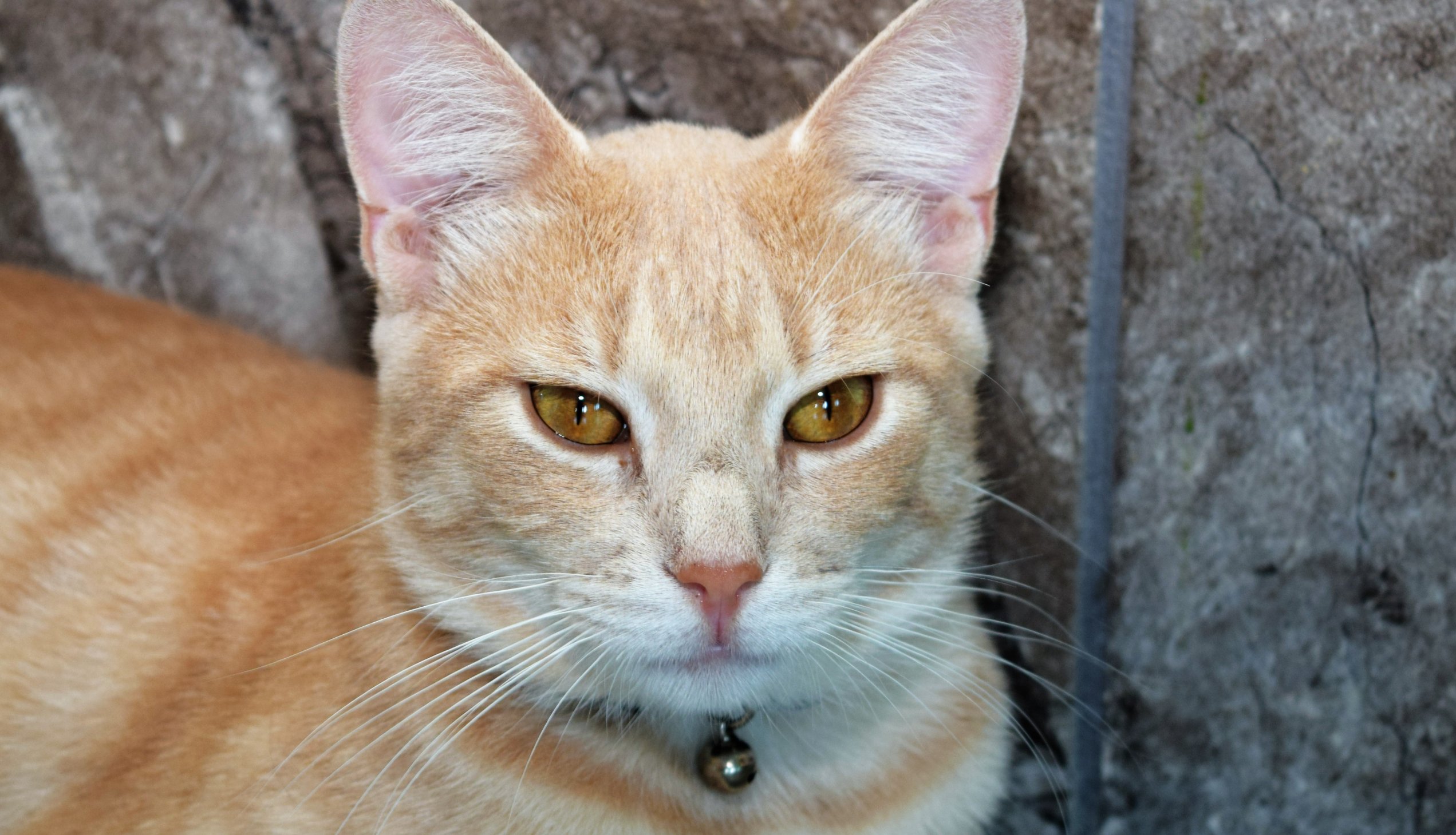 orange tabby