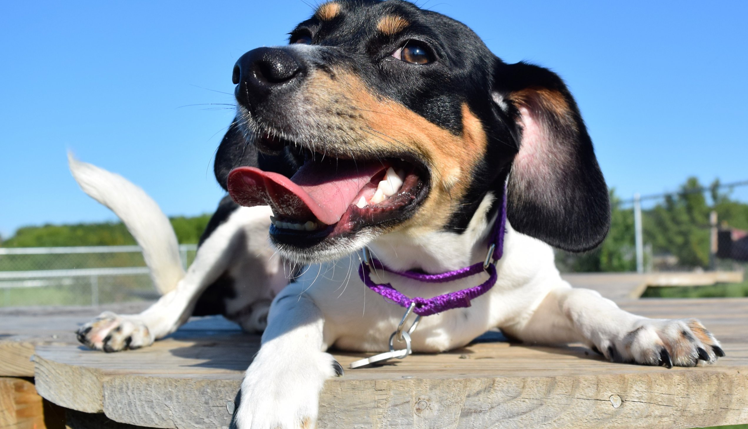 beagle
