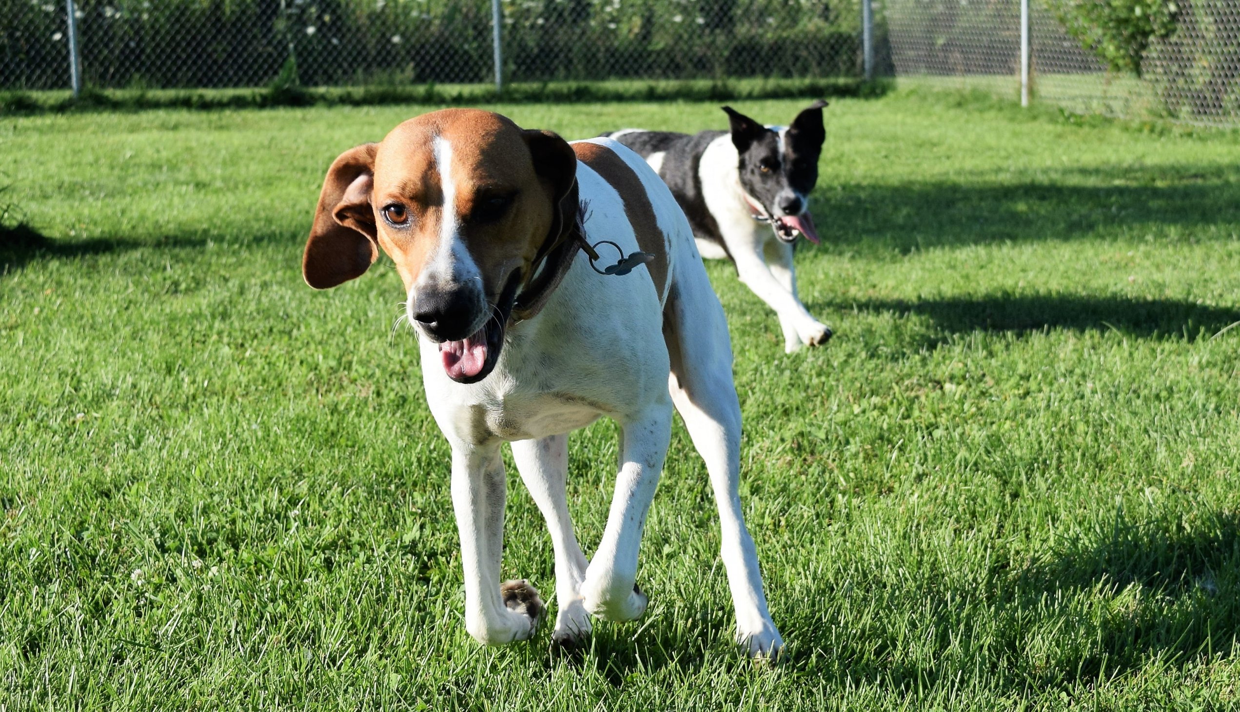 hound and max