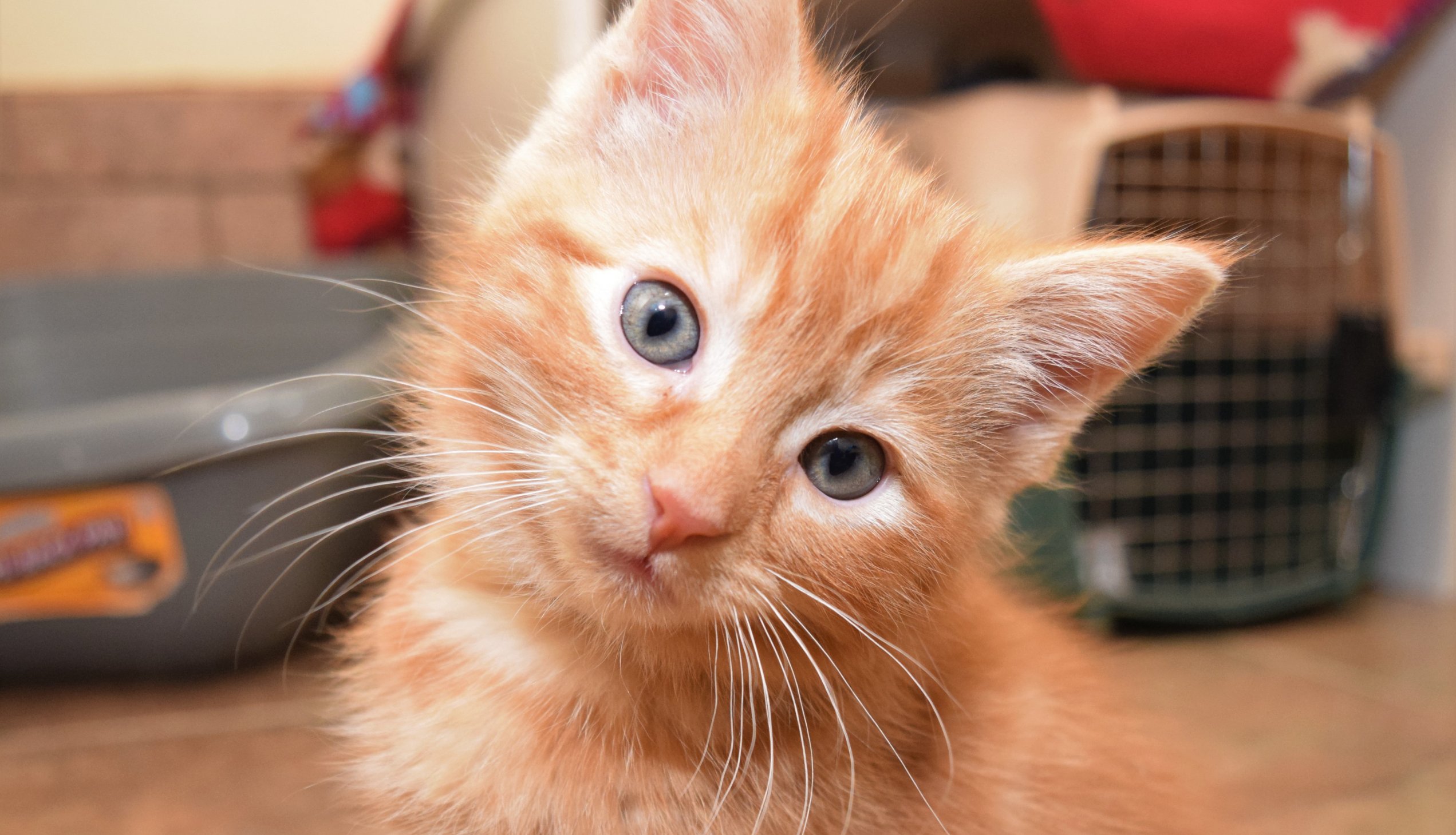 orange tabby