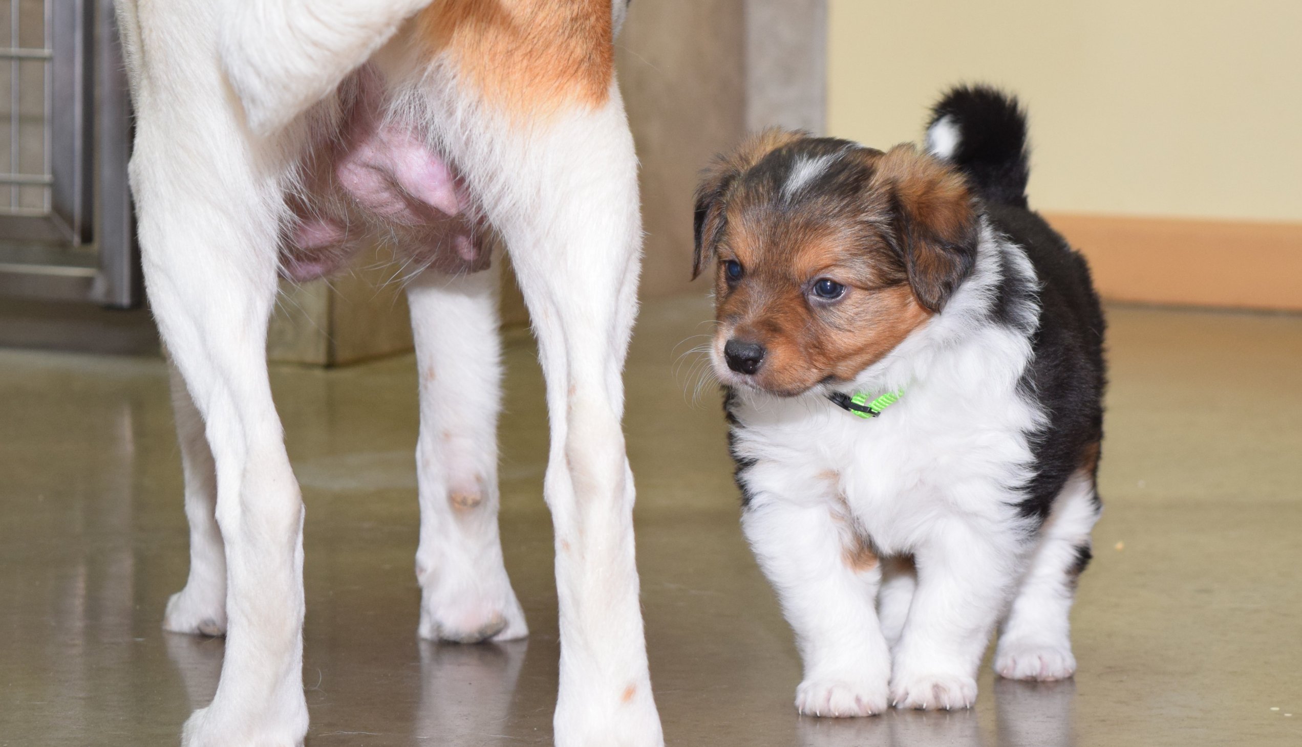 puppy with mom