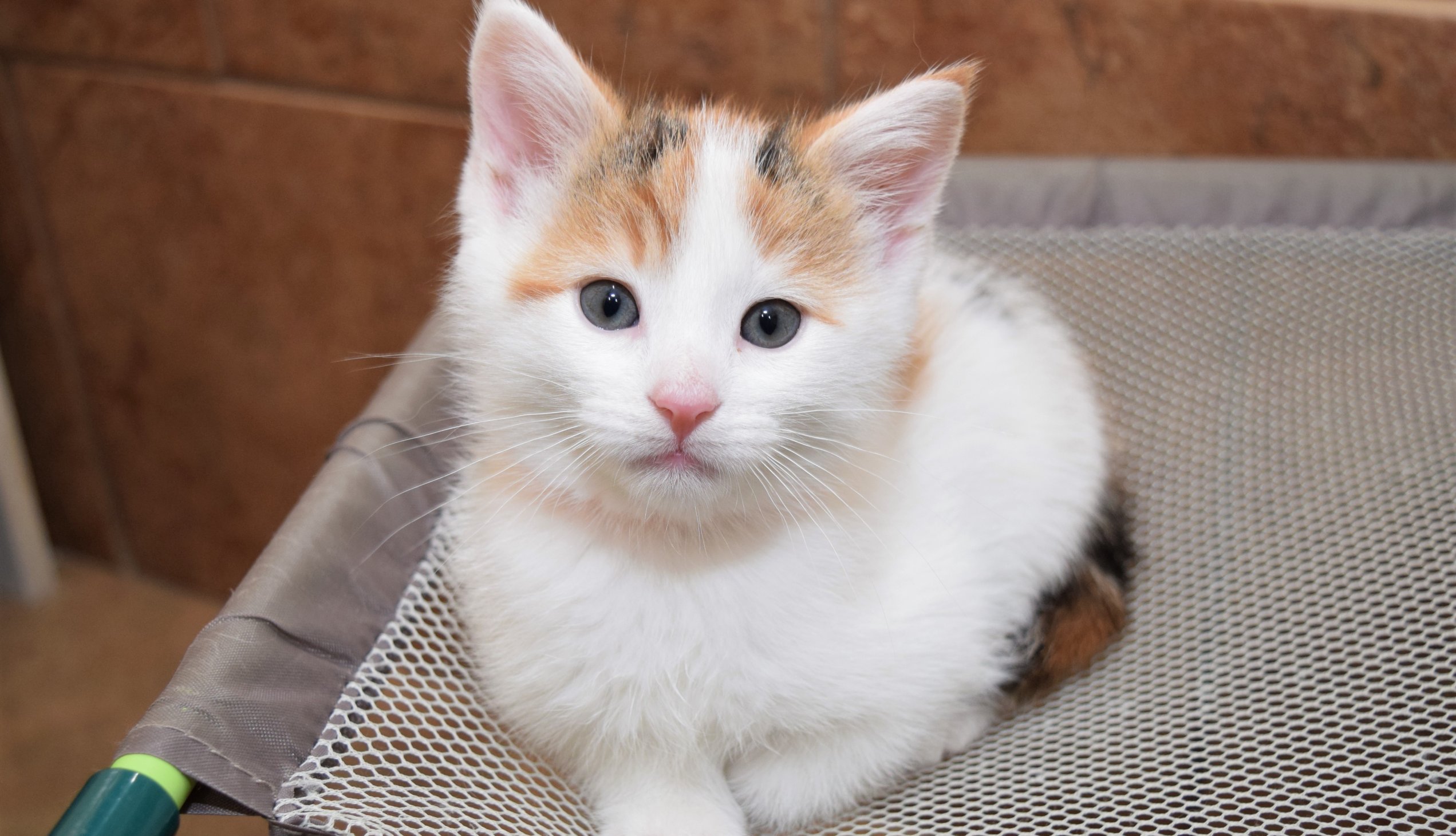 kitten