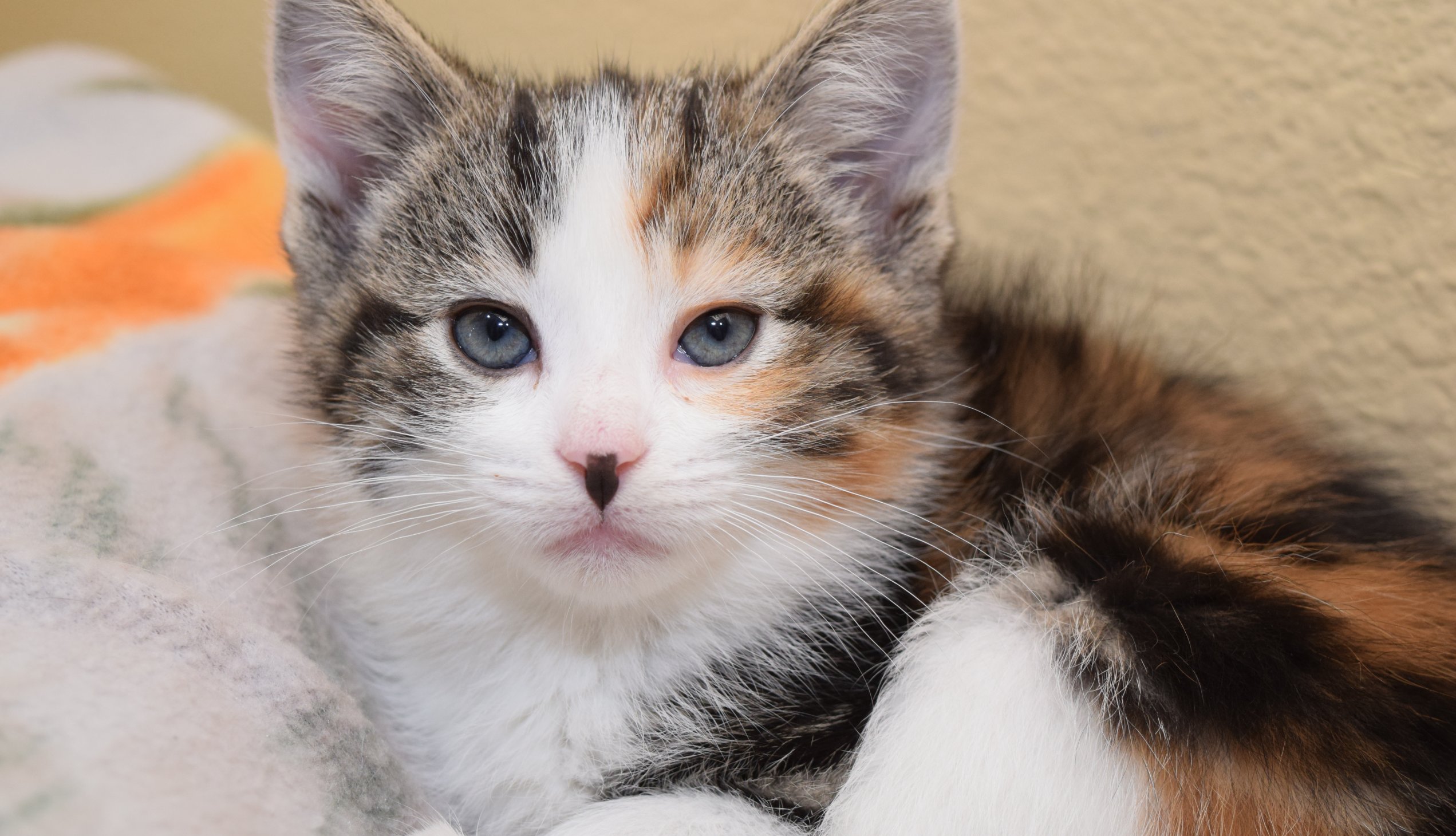 kitten