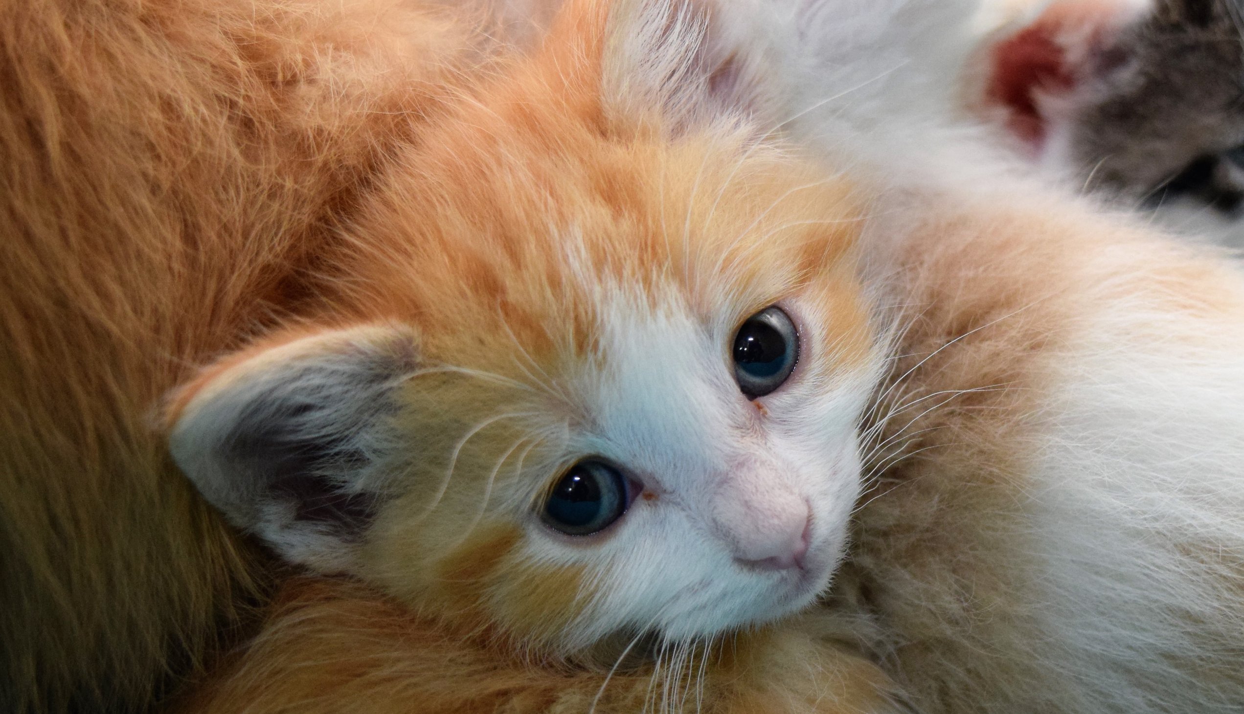 orange kitten