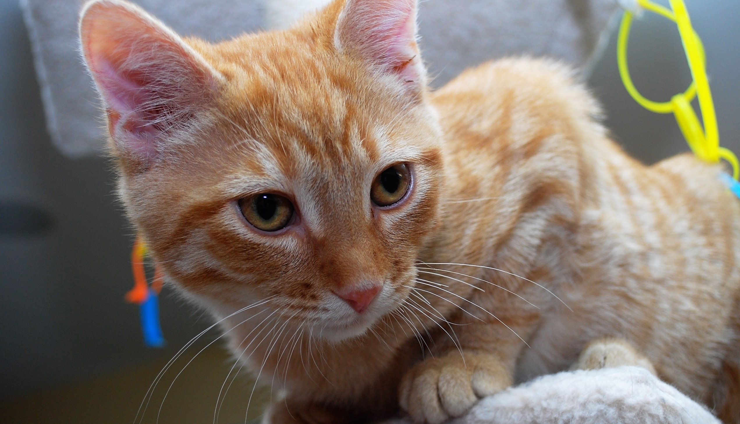 orange kitten
